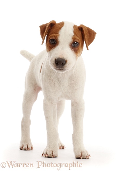 Jack Russell Terrier puppy, Bertie, 11 weeks old, standing, white background