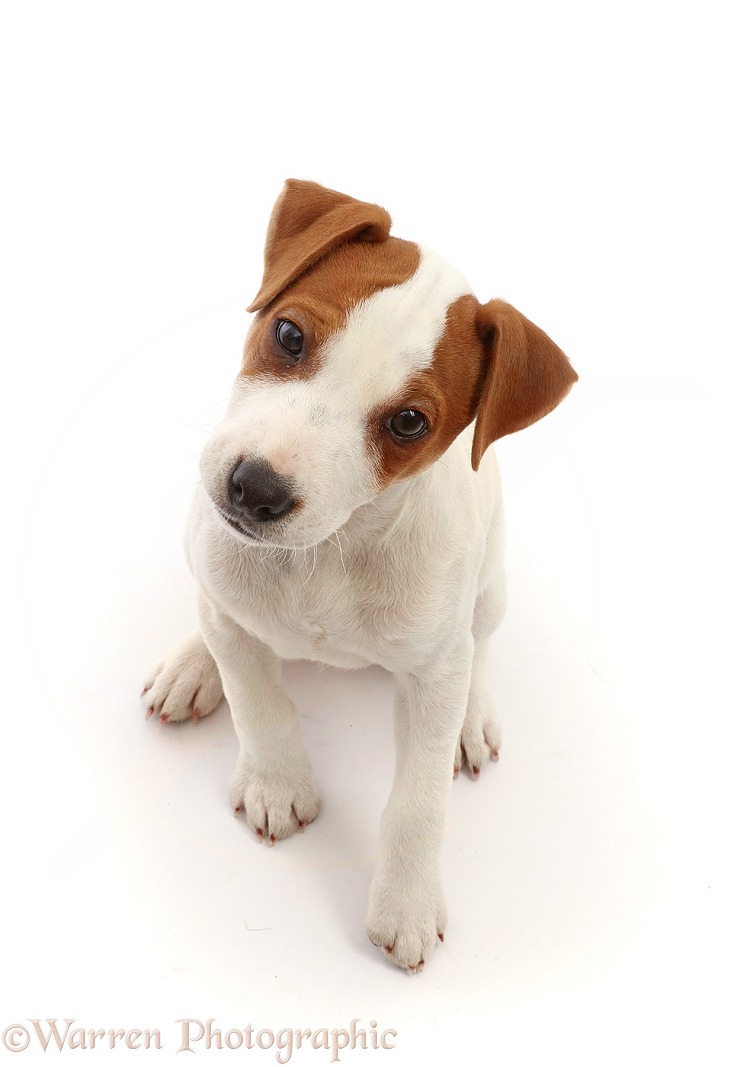Jack Russell Terrier puppy, Bertie, 11 weeks old, sitting and looking up, white background
