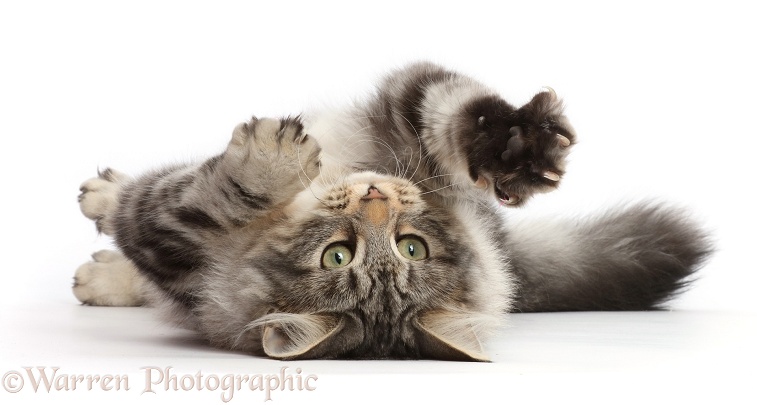 Silver tabby cat, Freya, 5 months old, rolling on her back, white background