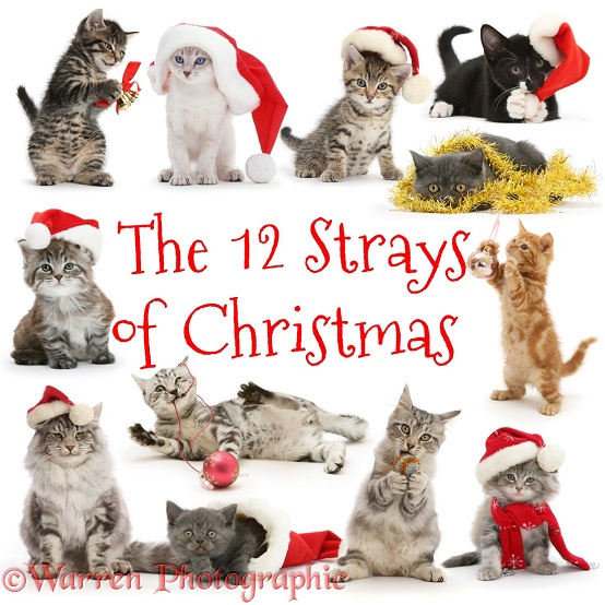 The 12 Strays of Christmas, white background