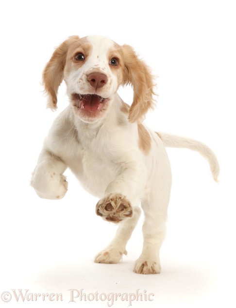 Orange-and-white Cocker Spaniel puppy bouncing along, white background