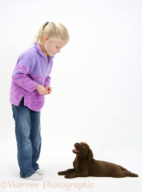 Siena (6) with Chocolate Labrador Retriever puppy, white background