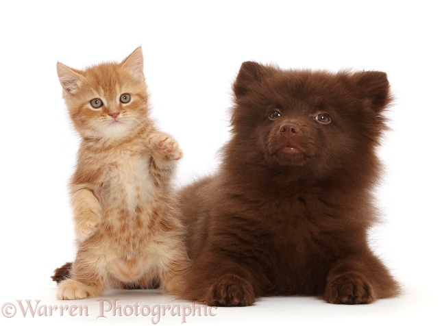 Ginger kitten and Chocolate Pomeranian puppy, white background
