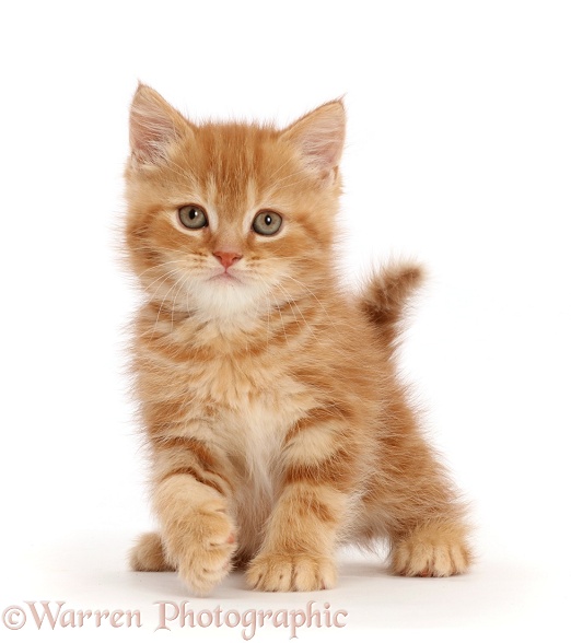 Sweet little ginger kitten, white background