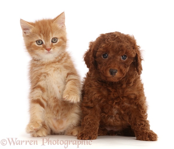 Ginger kitten and Red Cavapoo puppy, white background