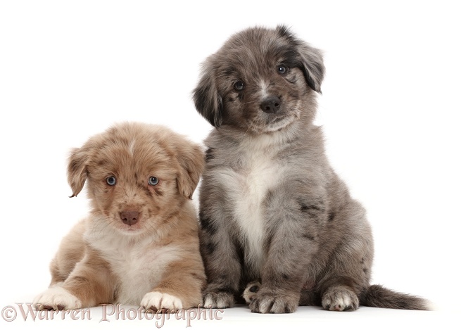 Two Mini American Shepherd puppies, white background