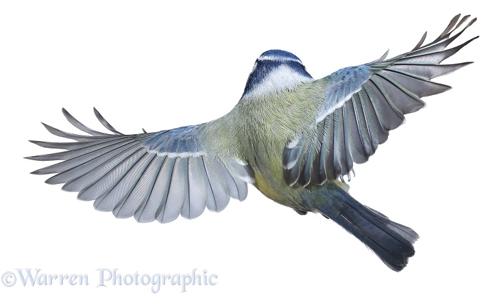 Blue Tit (Parus caeruleus) in flight, white background