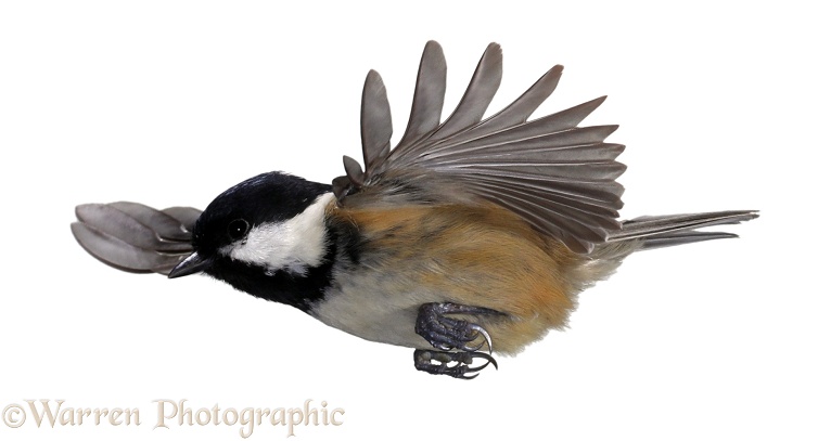 Coal Tit (Parus ater) in flight, white background