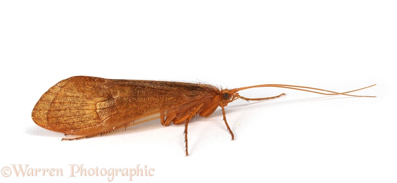 Caddis fly (Limnephilus species), white background