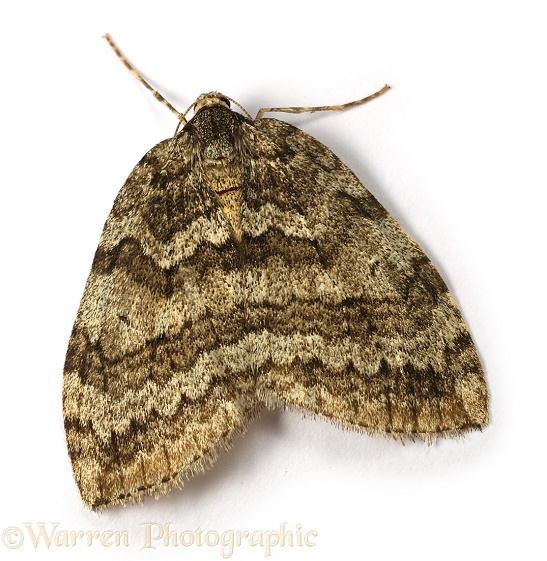 November Moth (Epirrita dilutata) female, white background