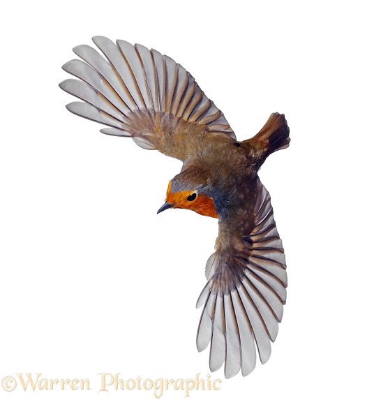 European Robin (Erithacus rubecula) in flight, white background