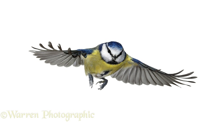 Blue Tit (Parus caeruleus) in flight, white background
