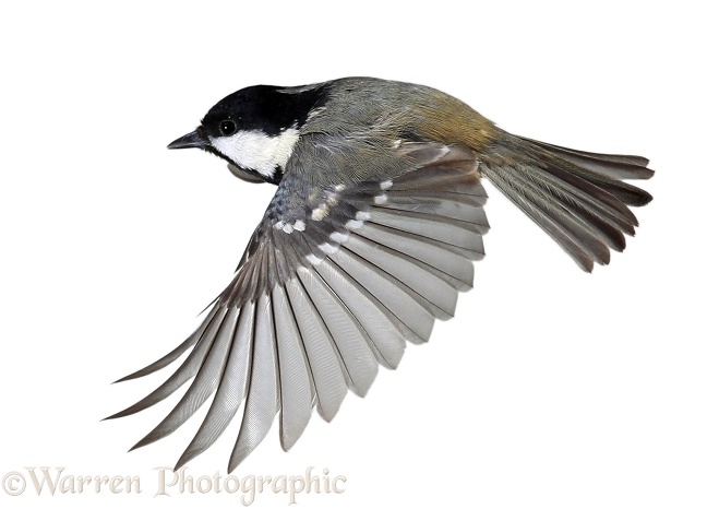 Coal Tit (Parus ater) in flight, white background