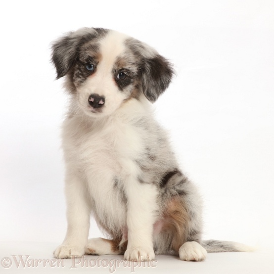 Miniature American Shepherd puppy, white background