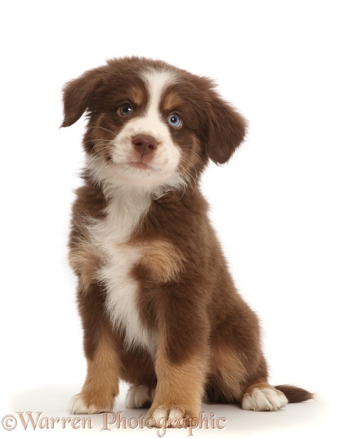 Miniature American Shepherd puppy, white background