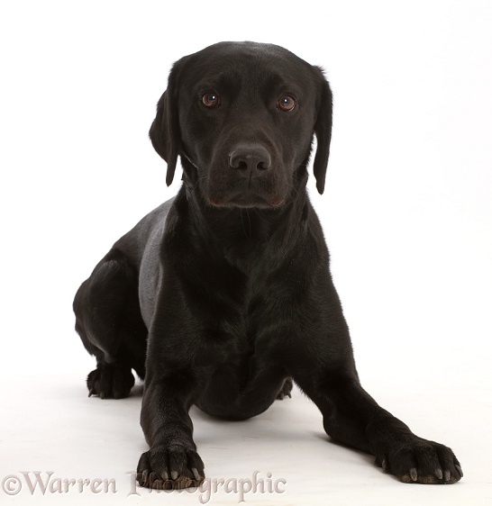 Black Labrador Retriever, white background
