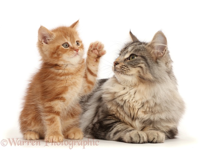 Ginger kitten with Silver tabby cat, Freya, 6 months old, white background