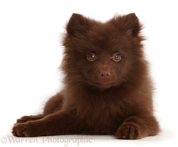 Chocolate brown Pomeranian puppy lying head up, white background