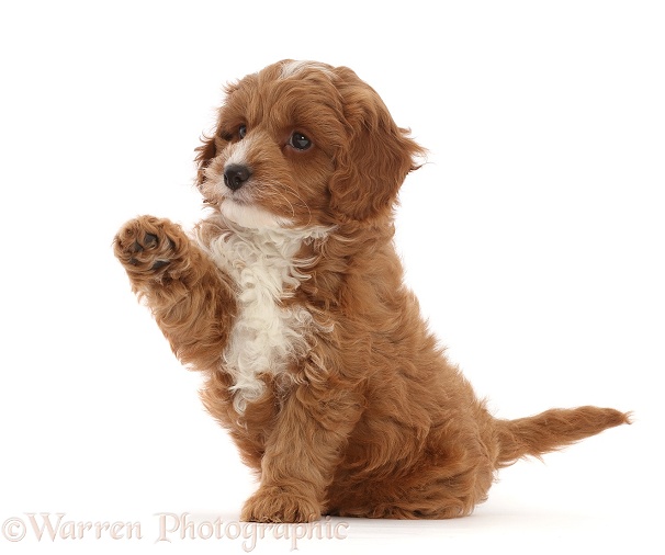 Cavapoo puppy sitting with raised paw, white background