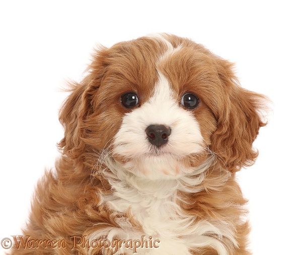 Cavapoo puppy portrait, white background