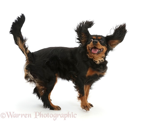 Black-and-tan Cavalier King Charles Spaniel jumping around, white background