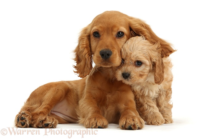 Golden Cocker Spaniel puppy, Maizy, with a cute Cavapoo puppy, white background