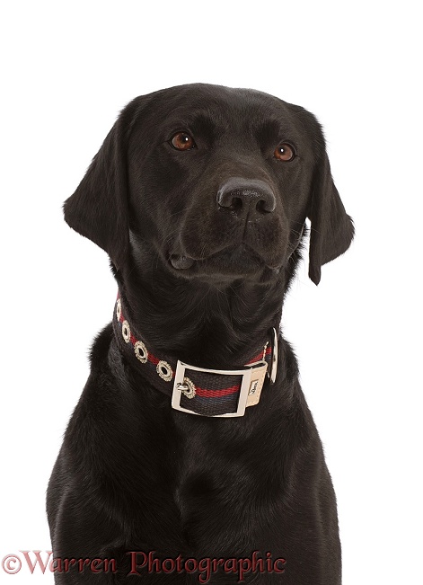 Black Labrador Retriever portrait, white background