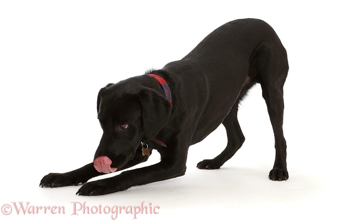 Black Labrador Retriever in play-bow, white background