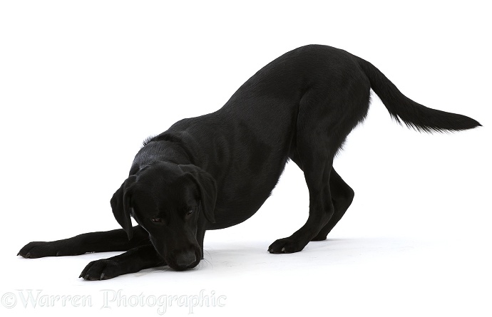 Black Labrador Retriever in play-bow, white background