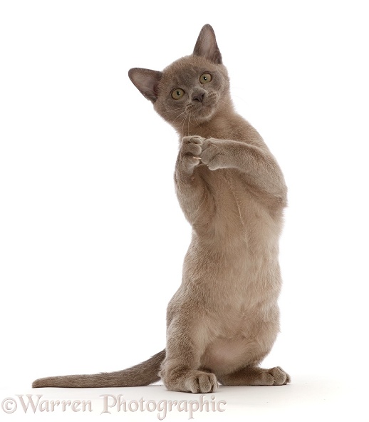 Burmese kitten, with clasped paws, white background
