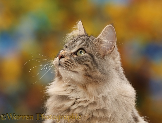 Silver tabby cat, Freya, 8 months old, profile portrait