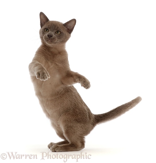 Burmese kitten, dancing, white background