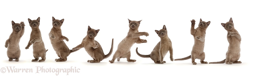 Burmese kitten, dancing sequence, white background