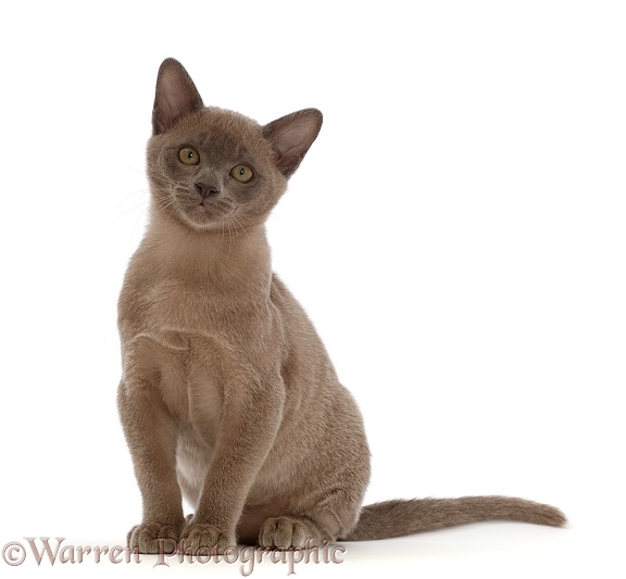 Burmese kitten, sitting, white background