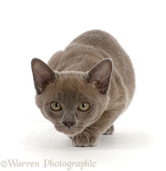 Burmese kitten, prowling, white background