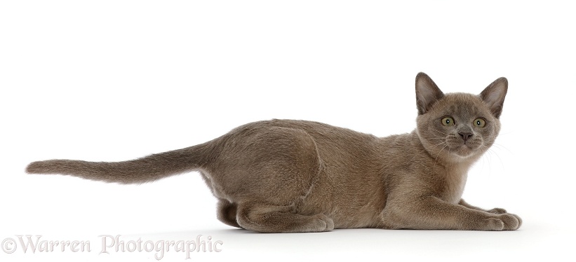 Burmese kitten, lying head up, white background