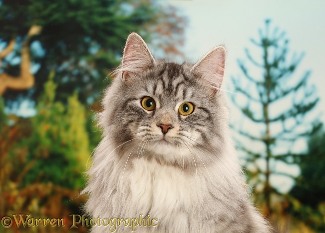 Silver tabby cat, Blaze, 8 months old, portrait