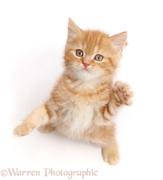 Sweet little ginger kitten reaching up a paw, white background