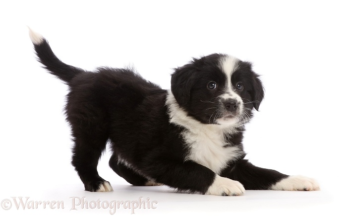 Black-and-white Border Collie puppy, in play-bow, white background