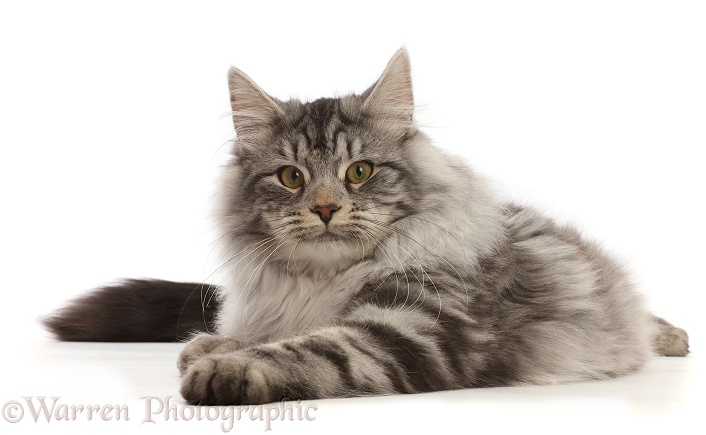 Silver tabby cat, Blaze, 5 months old, lying with head up, white background