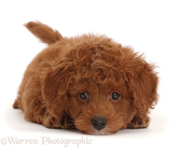 Cavapoo puppy lying chin on the floor, white background