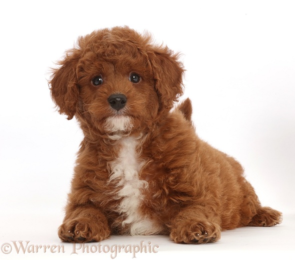 Cavapoo puppy lying with head up, white background