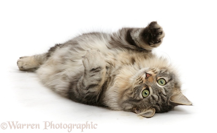 Silver tabby cat, Freya, 7 months old, rolling on her back, white background