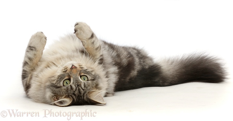 Silver tabby cat, Freya, 7 months old, rolling on her back, white background