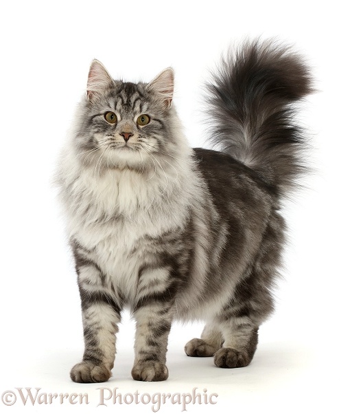 Silver tabby cat, Blaze, 7 months old, standing with tail erect, white background