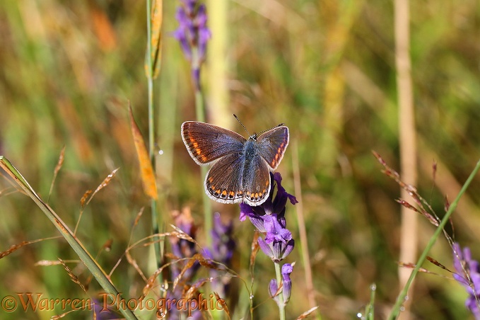 Common Blue Butterfly (Polyommatus icarus) female on lavender