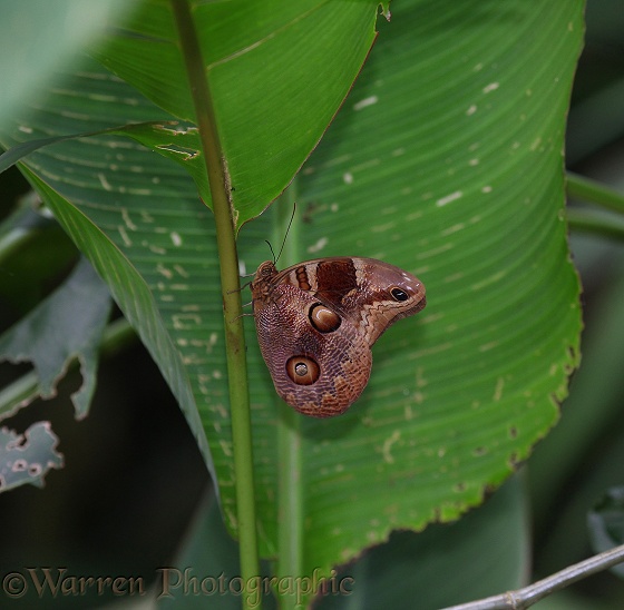 Owl Butterfly (Caligo species) at rest