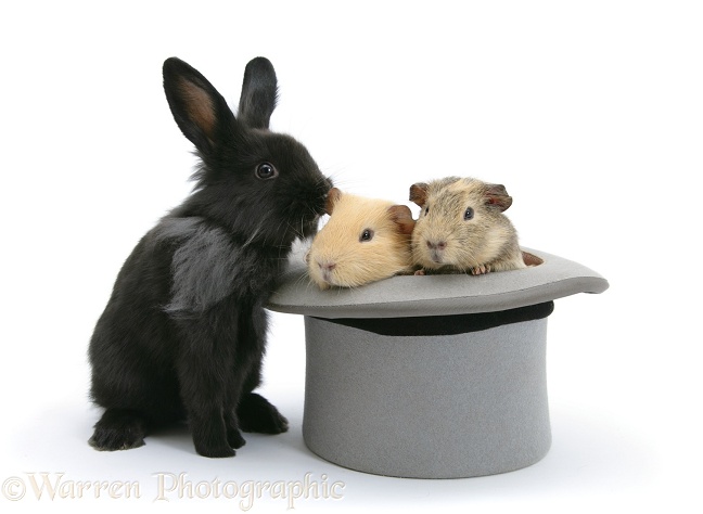 Black Lionhead-cross rabbit with Guinea pigs in a top hat, white background