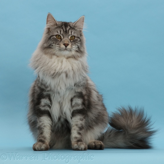 Silver tabby cat, Blaze, 9 months old, sitting on blue background