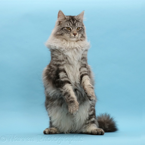 Silver tabby cat, Blaze, 9 months old, sitting up with raised paws on blue background